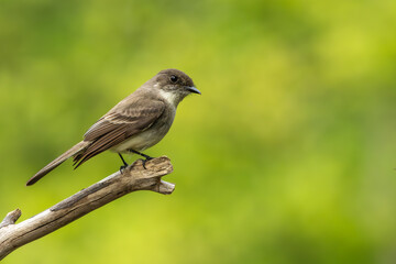 An Eastern phoebe perched on a tree branch