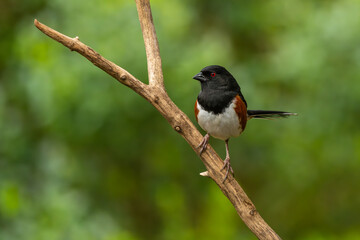 A male towhee perched on a tree branch