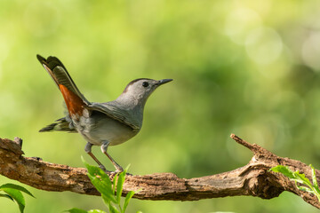 A gray catbird perched on a tree branch