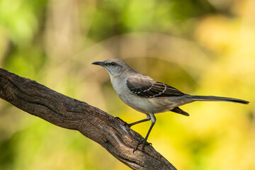 A Northern mockingbird perched on a tree branch