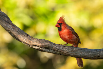 A male cardinal perched on a tree branch