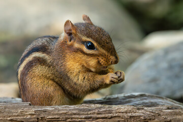 A close-up of a chipmunk eating