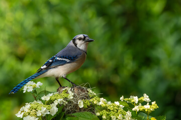 A blue jay perched on a tree branch with white flowers