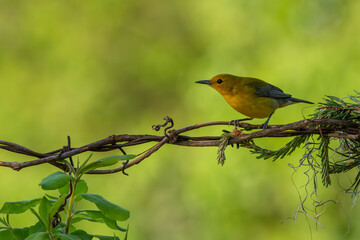 A prothonotary warbler perched on a wire
