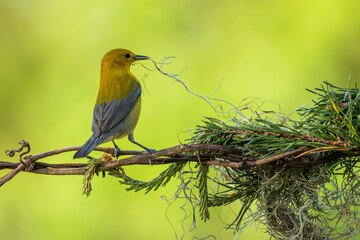 A prothonotary warbler perched on a wire
