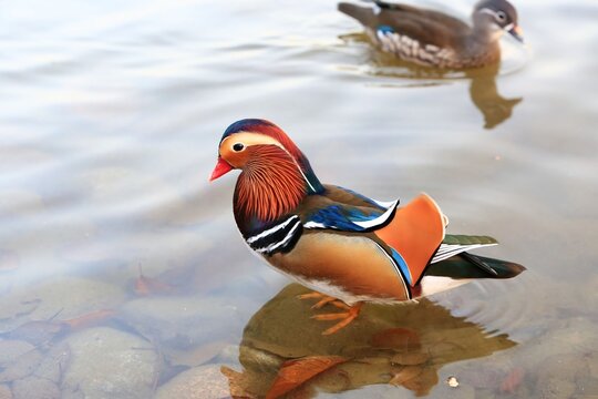 duck in the water - Powered by Adobe