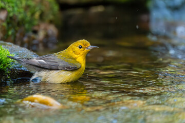 A prothonotary warbler taking a bath