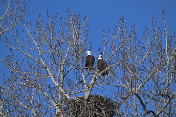 bald eagle in the nest, Eagles on the nest, eagle on a tree,  A pair of eagles