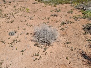 amazing landscape of the desert 
