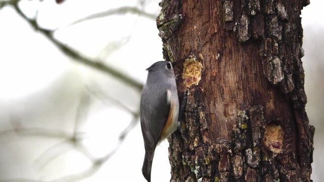 Watch this video of a rare hybrid titmouse (Tufted x Black-crested) as it diligently feeds on a hanging oak suet log. Observe this unique bird clinging to the feede