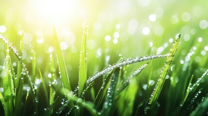 Dew-covered green leaves with bokeh light in the background, natural freshness with space for design use