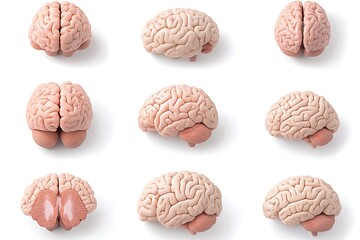 Obraz premium Brain Anatomy Models