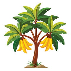 Cartoon Banana Tree With Green Leaves And Ripe Yellow Bananas Vector Illustration Of Exotic Fruit Tropical Agriculture Concept
