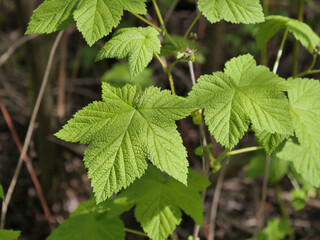 Thimbleberry leaves (Rubus parviflorus) at the Great Blue Heron Nature Reserve during a spring season in Chilliwack, Fraser Valley, British Columbia, Canada