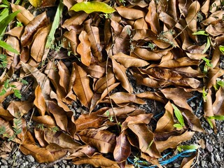 old and dry aloes leaves on the ground