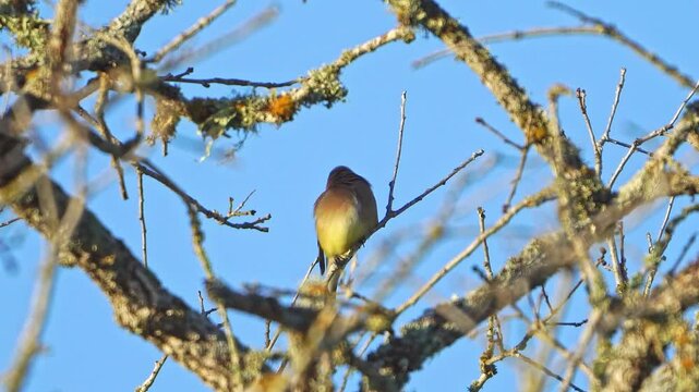 Watch a lone Cedar Waxwing meticulously groom its feathers while perched in the shadow of a winter tree branch, set against a clear and deep blue sky. This close-up video captures the elegant details 