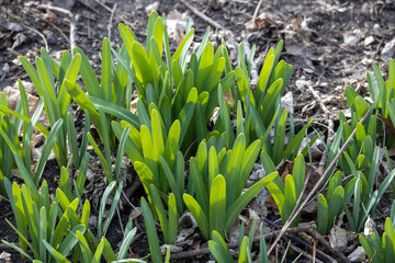 Obraz premium Close up abstract texture background of emerging early spring finger-like leaf foliage of a plant in the amaryllis family, growing along a rustic ravine