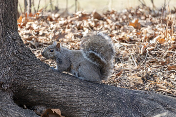 Close up view of an eastern gray squirrel (sciurus carolinensis) sitting at the base of a mature deciduous tree in early spring or late fall