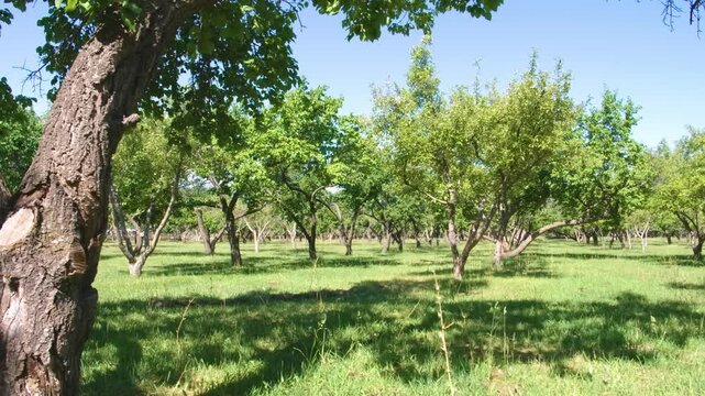 This footage transports you to a peaceful pecan grove, showcasing the intricate rows of vibrant, leafy pecan trees as they thrive in a quiet, sun-drenched orchard.