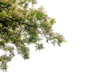 branch of white flower on white background