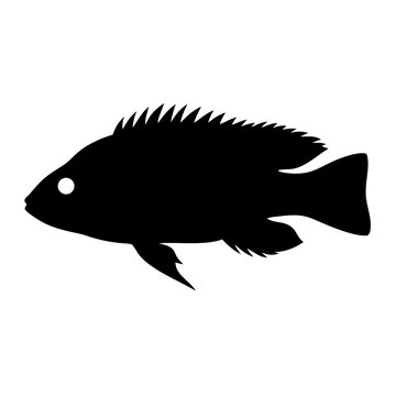 recommend clip art: firemouth cichlid fish black silhouette of a moorish idol fish aquatic animal ocean life- simple black silhouette of a firemouth cichlid fish tropical sea life animal icon,