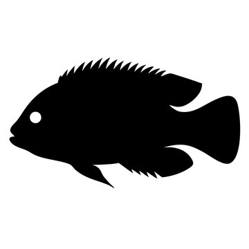 recommend clip art: firemouth cichlid fish black silhouette of a moorish idol fish aquatic animal ocean life- simple black silhouette of a firemouth cichlid fish tropical sea life animal icon,