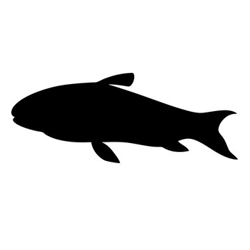 recommend clip art: otocinclus fish black silhouette of a moorish idol fish aquatic animal ocean life- simple black silhouette of a otocinclus fish tropical sea life animal icon,
