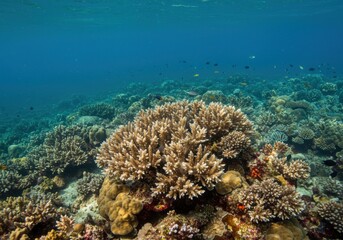 Obraz premium coral scape at andaman sea thailand