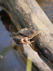Oregon Spotted Frog at the Great Blue Heron Nature Reserve during a spring season in Chilliwack, British Columbia, Canada