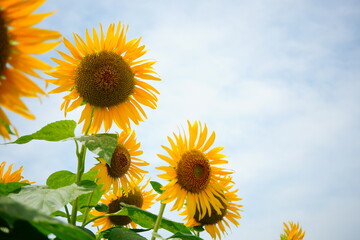 太陽に向かって咲くひまわりの花