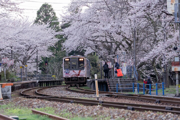 Obraz premium 桜が見ごろの能登鹿島駅とのと鉄道