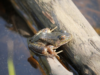 Oregon Spotted Frog at the Great Blue Heron Nature Reserve during a spring season in Chilliwack, British Columbia, Canada