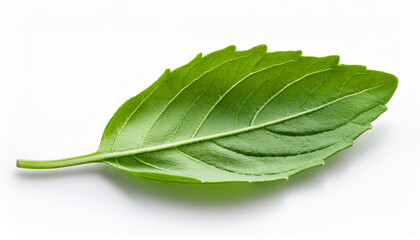 Obraz premium Vibrant Basil Leaf: A captivating close-up showcases a single, fresh basil leaf, its vibrant green color and intricate texture offering a refreshing view of natural simplicity.