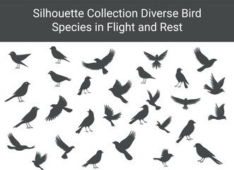 A collection of Black Silhouettes of Various Bird Species in Flight and Rest. isolated on the white background