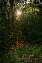 Sun peeking through forest trees and hitting ground