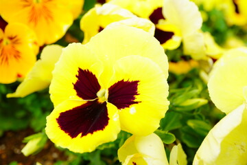 花壇に咲くパンジーの黄色い花