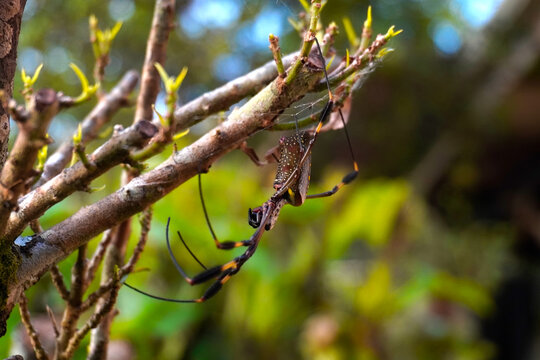 Banana spider hanging from a branch in Costa Rica