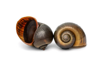 Spiral side and mouth operculum of Alive Freshwater Golden apple snail - Pomacea canaliculata isolated on white background.