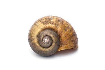 Dried Shell of Freshwater Golden apple snail - Pomacea canaliculata isolated on white background. natural objects used as fertilizer or DIY work crafting decorative small ornamental plant pots.