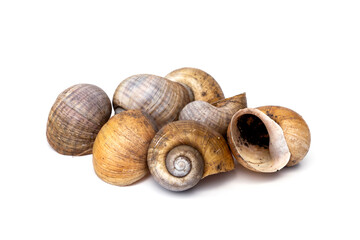 Pile of dried shells freshwater Golden apple snail - Pomacea canaliculata isolated on white background. natural objects used as fertilizer or DIY work decorative small ornamental plant pots.