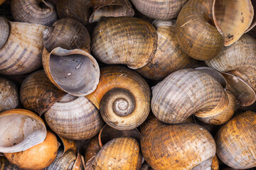 Background Pile of dried shells freshwater Golden apple snail - Pomacea canaliculata. natural objects used as fertilizer or DIY work decorative small ornamental plant pots.