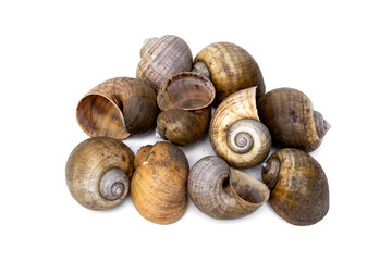 Pile of dried shells freshwater Golden apple snail - Pomacea canaliculata isolated on white background. natural objects used as fertilizer or DIY work decorative small ornamental plant pots.
