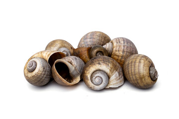 Pile of dried shells freshwater Golden apple snail - Pomacea canaliculata isolated on white background. natural objects used as fertilizer or DIY work decorative small ornamental plant pots.
