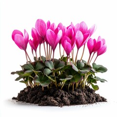 Stunning Pink Cyclamen Flowers in Full Bloom: A Close-Up View of Delicate Petals and Vibrant Colors