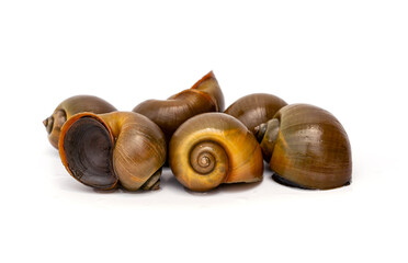A pile of of alive Freshwater Golden apple snails - Pomacea canaliculata isolated on white background.