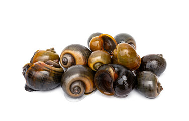 A pile of of alive Freshwater Golden apple snails - Pomacea canaliculata isolated on white background.