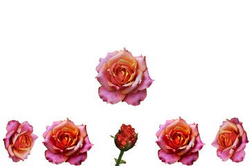 Fototapeta premium pink roses isolated on white background