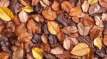 Fototapeta premium Autumn Leaves on Ground