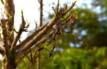 Banana spider hanging from a branch in Costa Rica