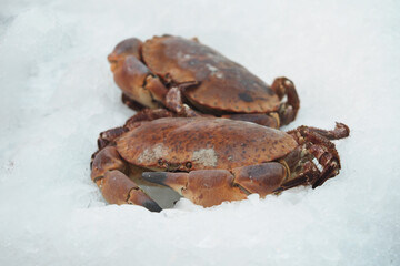 Crabs resting on ice in a coastal seafood market